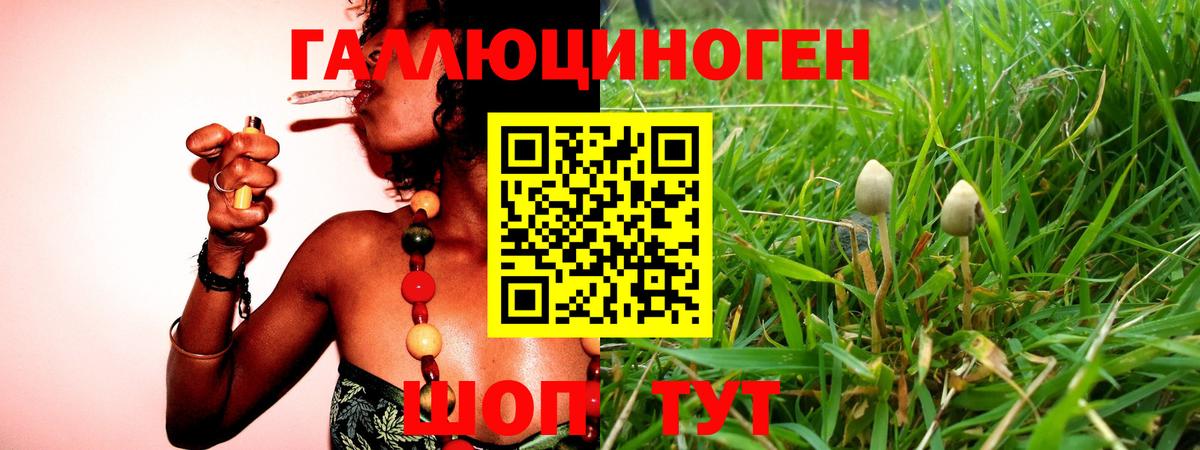 цены наркотик  Вход с VPN  Курганинск  Галлюциногенные грибы Psilocybe 